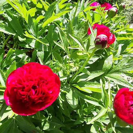 Zaunkoenig Apartamento *