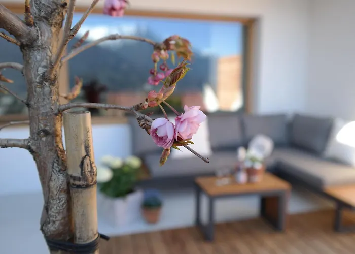 Zaunkoenig تيلفس