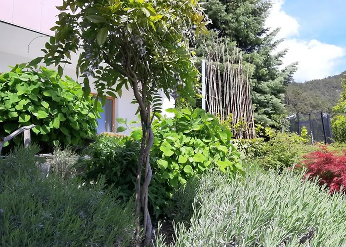 Zaunkoenig تيلفس